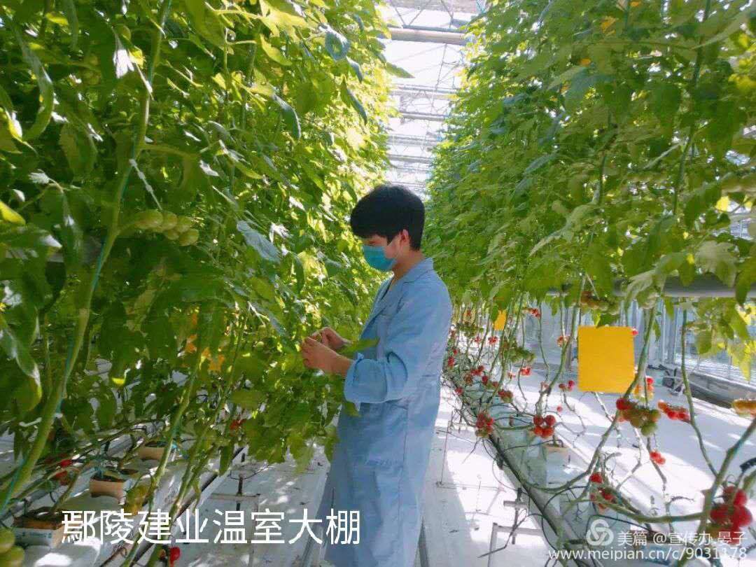 鄢陵县大力鼓种植农民专业合作社 ,鄢陵建业绿色基地有限公司温室大棚