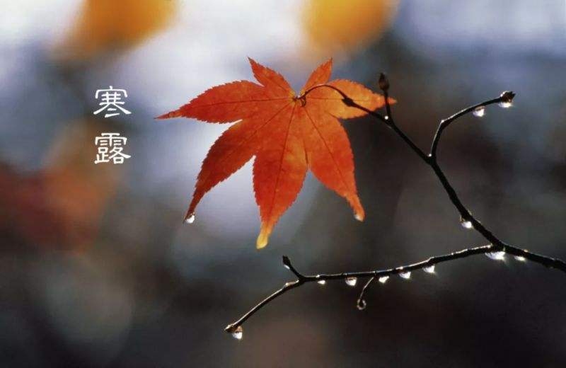 节气-寒露