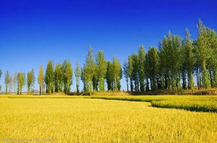 小麦金黄