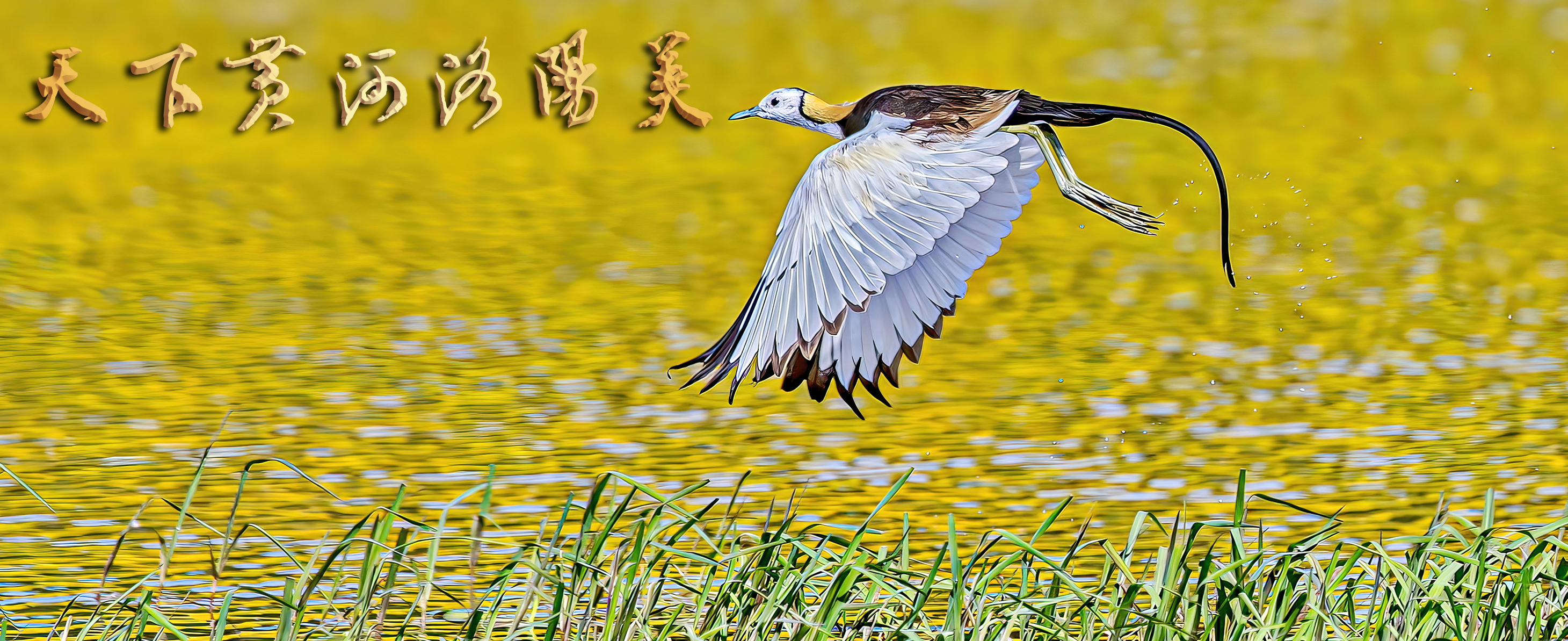 6-《洛阳多彩鸟》5 郭浩13623888186