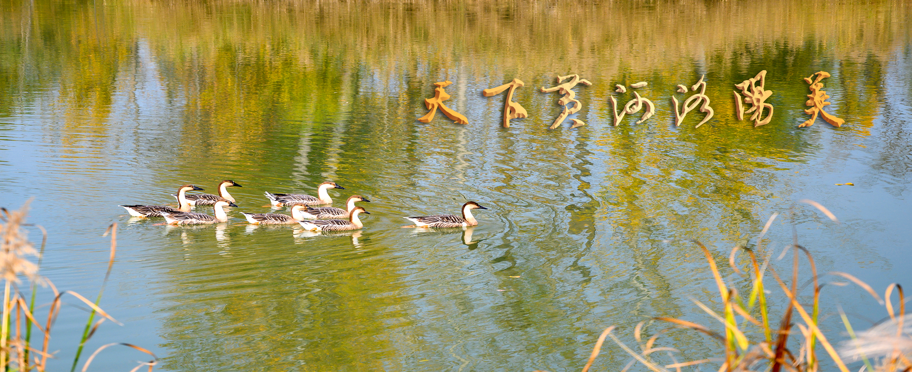 4-吕学飞《家园畅游》1