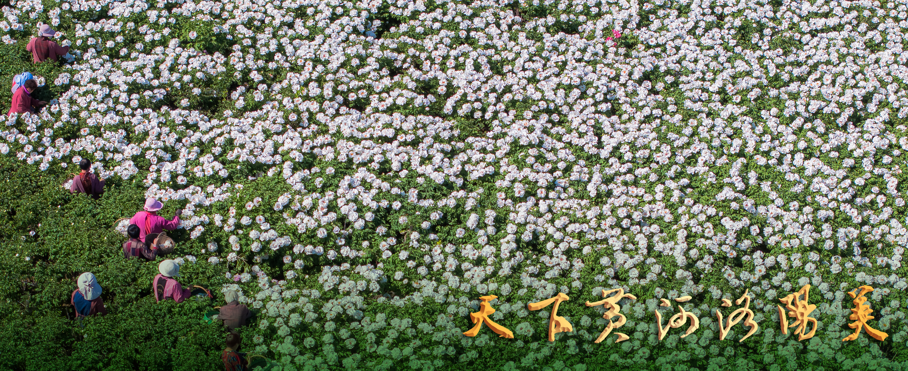 6-褚宏远《牡丹花田采收忙》拍摄于新安县仓头镇