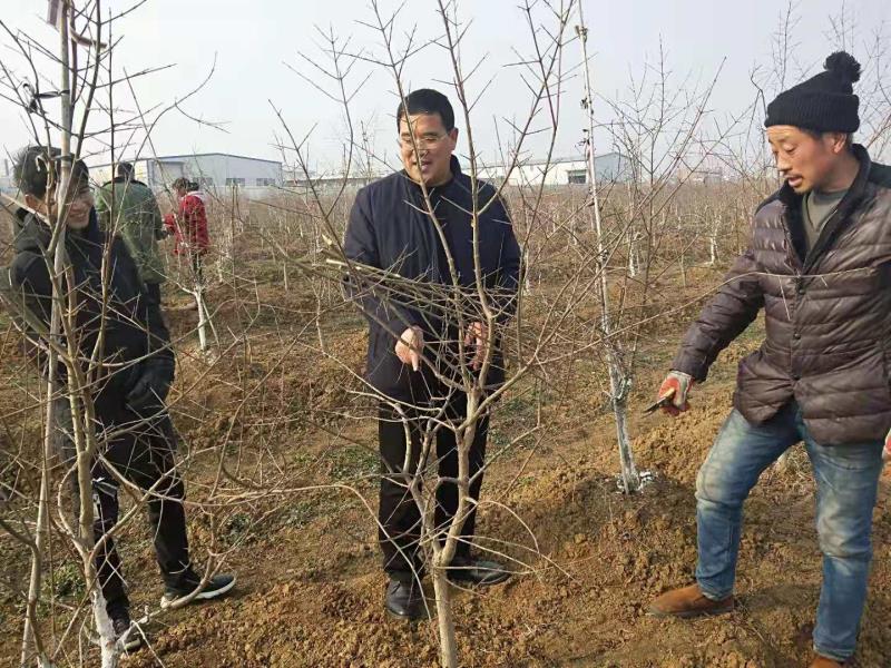 张家祥图片6：现场培训栽植技术.jpg